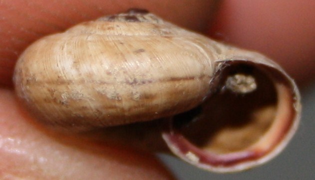 Monacha cartusiana e Cernuella cf. neglecta